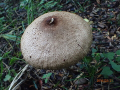 Agaricus placomyces