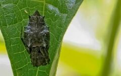 Wagneriana