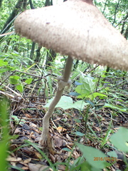 Agaricus placomyces