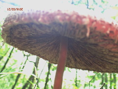 Agaricus placomyces