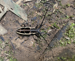 Stratioceros princeps