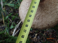 Agaricus placomyces