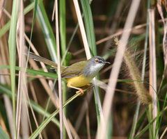 Prinia flaviventris