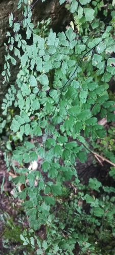 Adiantum raddianum