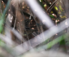 Locustella lanceolata