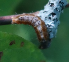 Acronicta strigosa