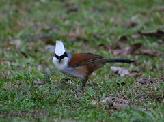 Garrulax leucolophus