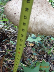 Agaricus placomyces