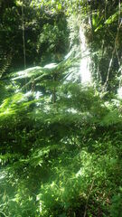 Cyathea