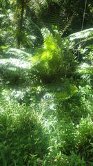 Cyathea