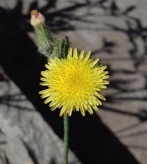 Sonchus wightianus
