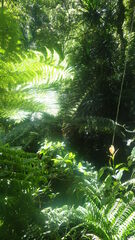Cyathea