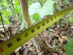 Agaricus placomyces
