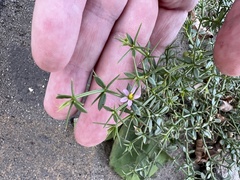Zygophyllum indicum