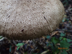 Agaricus placomyces