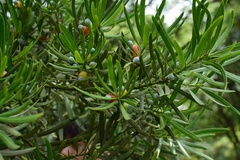 Podocarpus macrophyllus