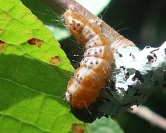 Acronicta strigosa