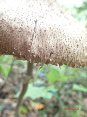 Agaricus placomyces