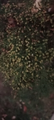 Cupressus lusitanica