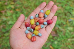 Podocarpus macrophyllus