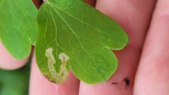 Phytomyza minuscula group