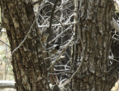 Poecile sclateri