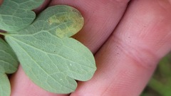 Phytomyza minuscula group