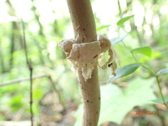 Agaricus placomyces
