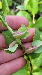 Dasineura salicifoliae