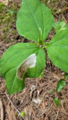 Parallelomma vittatum