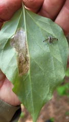 Furia ithacensis