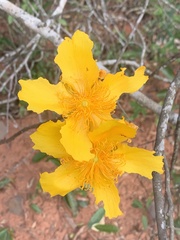 Cochlospermum