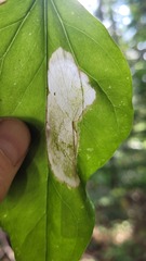 Parallelomma vittatum
