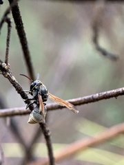 Pachodynerus nasidens