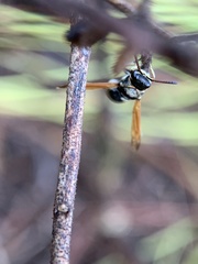 Pachodynerus nasidens