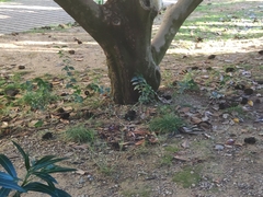 Ligustrum japonicum