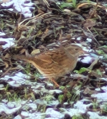 Prunella modularis occidentalis