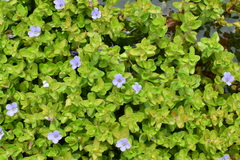 Bacopa caroliniana