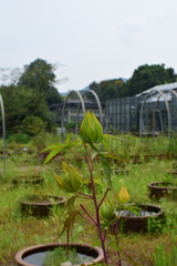 Hibiscus coccineus