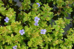 Bacopa caroliniana