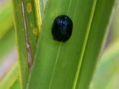 Hemisphaerota cyanea