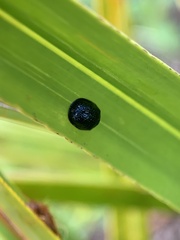 Hemisphaerota cyanea