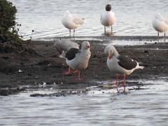 Leucophaeus scoresbii