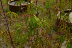 Hibiscus coccineus