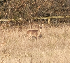 Capreolus