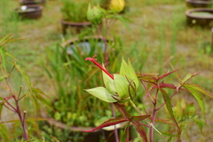 Hibiscus coccineus