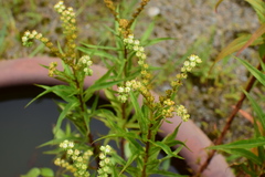 Penthorum chinense
