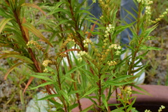 Penthorum chinense