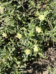 Chamaesaracha edwardsiana