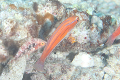 Paracheilinus rubricaudalis